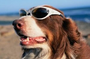 《夏天防曬知多少》不想讓愛犬被曬傷嗎？這5個方法可以大幅減低被曬傷的機率！不僅簡單而且實用！