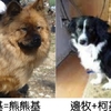 如果柯基混上其牠狗狗...很顯然,只是柯基「換了一個皮膚」而已