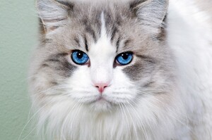 這些毛髮顏色的貓咪最稀少！巧克力色、銀灰色還有紫色等等，你有看過嗎？