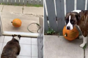 超可愛！比特犬第一次看到「南瓜」竟著迷～試圖偷走獨享「橘色大球球」
