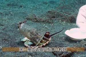 超暖！潛水員說服章魚寶寶放棄牠的「塑膠杯」交換「貝殼」換家！網：「超有耐心的好人」