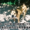 20個有趣又有深度的寵物知識,分享出去就塑造你「專業鏟屎官」的形象