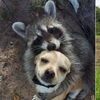 覺得世界很不友善？這15張動物之間不同尋常的友誼照片，看完後你會覺得世界很溫暖！
