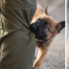 警犬魅力無法擋!愛沙尼亞一隻狗狗剛開始警犬訓練,外國一片網友卻早已紛紛為牠感到驕傲?!