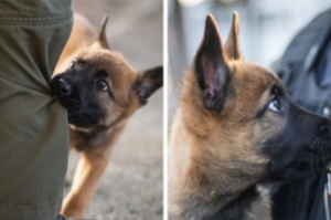 警犬魅力無法擋！愛沙尼亞一隻狗狗剛開始警犬訓練，外國一片網友卻早已紛紛為牠感到驕傲？！