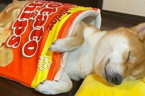 要不要來一包「胡麻柴犬」口味洋芋片？日本柴柴變成食物睡覺覺，真是超級療癒的啊！