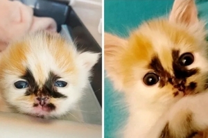臉上有著「潑墨花紋」的獨特小貓，被救出後從命危康復，現在最愛成為目光焦點！