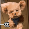 這是什麼尋狗啟示?這樣子都能找到狗狗,真的是令人不知道佩服還是擔心