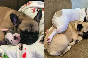 從小到大把姊姊當枕頭睡覺～狗狗到現在還認為自己「足夠嬌小」壓著姊姊睡覺覺