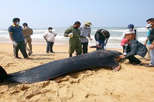 斯里蘭卡120隻鯨魚擱淺！一群人「一隻接著一隻」抬回海裡救援