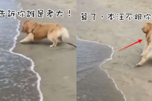 「可惡的海水，寶寶跟你拼了！」狗狗超級討厭腳濕濕又想玩，跟海水「你追我跑」超可愛！