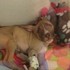 在外散步的比特犬帶著拔拔走上了另一條路,並發現與拯救了一隻頭部受創的10個禮拜小狗狗