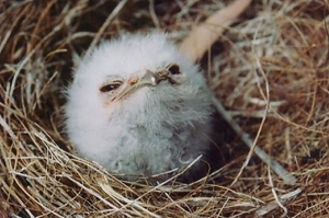 12張超可愛的「蟆口鴟寶寶」的照片，超級豐富的表情融化網友：「哪是鳥？是棉球吧！」