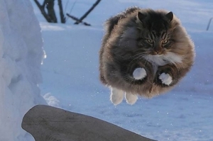 冰雪精靈？！10張「超級尊貴毛球」在冰天雪地中「享受貓生」的照片！