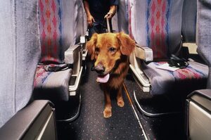 美交通部新規：航空公司可禁止「情緒支援動物」並「以寵物方式對待」