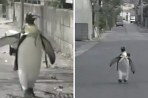 日本帝王企鵝住在人類家中，每天背著企鵝背包，搖搖擺擺走到魚市討魚成網紅！