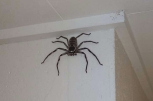 澳洲女子過去一年來都有一個房客：一隻15公分寬的「獵人蛛」，互不干擾過生活