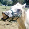 地表上最「愚蠢」的馬?飼主分享馬兒秀智商下限的照片,引起網友瘋狂分享!