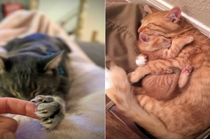 網友們分享一系列貓咪們睡覺的照片，保證你看完後心情會變得非常好！
