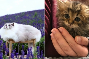 毛蓬蓬才是王道！網友分享毛茸茸的貓咪照片，讓人想要抱緊處理！