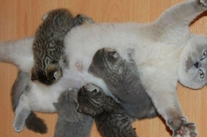 當貓咪升格為「貓父母」：這11張貓爸媽「眼神死」覺得「想塞回去」的照片笑死人了！