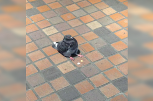 走在路上看到ㄧ隻「小胖鴿」坐在地上！仔細一看身前餅乾屑，網友笑噴：「吃太撐了」