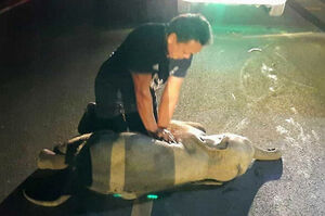 小象被摩托車撞傷看似死亡，救援人員用CPR救牠一命並與母親重圓