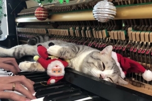 被鋼琴按摩的不要不要的！貓咪把琴鍵當作「喵殺雞」，每次主人彈琴都好舒服