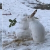 雪人的鼻子被吃掉惹~影片拍到小兔子狂啃胡蘿蔔鼻子,可愛影片融化6萬網友!