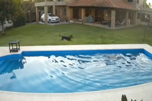 監視器拍到勇敢幼犬從泳池中救起，差點溺水的14歲老狗好朋友！