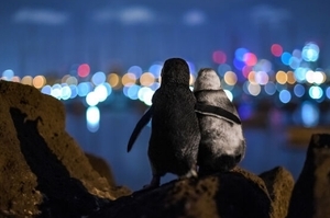2020年「海洋攝影大賞」的最佳社區選擇獎：兩隻各自喪偶的企鵝擁抱彼此安慰的照片俘獲人心