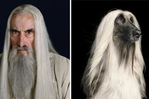 如果《魔戒》的演員突然間變成一群有著毛茸茸的耳朵和尾巴的狗狗，會是什麼樣子？