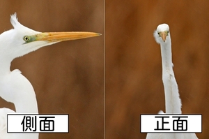 鏡頭下：不同角度拍攝同一隻鳥，竟然會有如此反差！真的是笑死人啦！