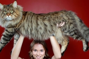 貓中霸主！10張「緬因貓」的照片會讓你覺得你的貓好嬌小！