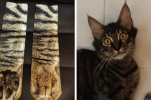 老爸穿著「貓腳襪」對家中貓咪炫耀，結果貓咪看到後真的「傻眼貓咪」啦！