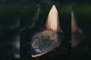 驚人影片！巨大鯨魚輕鬆張開大嘴，拍打海水引魚入口後：豪邁一口全數吞下！