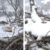「咦？！人呢？」白頭鷹媽媽被大雪覆蓋全身仍原地不動繼續孵蛋