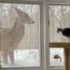 「我又來看看你了！」野生鹿每天站窗外與小貓咪對視 隔著玻璃成為好朋友
