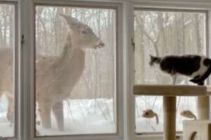 「我又來看看你了！」野生鹿每天站窗外與小貓咪對視 隔著玻璃成為好朋友