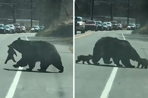 「泥們怎麼又跑走？」調皮4小熊過馬路不停折返跑，1打4熊媽媽忙不過來超崩潰