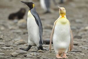 穿錯制服！？南極驚見黃色小企鵝！別跟我說你見過！