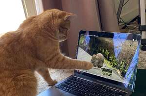 不請自來的貓咪每天登門要求「看老鼠影片」螢幕前緊盯揮小手：可惡怎麼抓不到？