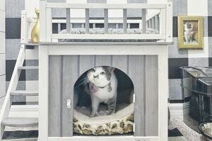 千萬別讓你家貓看到！情侶精心打造超心動獨寵皇貓專屬｢套房｣，網友直呼：｢我也想當貓了｣！