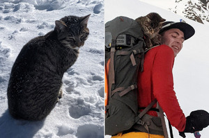 走失貓咪多次緊隨登山客爬上「3000公尺高峰」腳掌流血頻發抖：有人知道我家在哪嗎...
