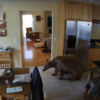 「哎媽！嚇死熊了！」一隻棕熊闖進屋子裡覓食，結果被家裡狗狗給「攆出去」