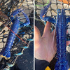 兩百萬分之一的機率！漁夫捕獲「寶藍色龍蝦」顏色鮮豔讓人看得目不轉睛