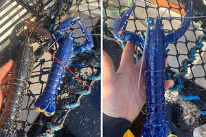 兩百萬分之一的機率！漁夫捕獲「寶藍色龍蝦」顏色鮮豔讓人看得目不轉睛