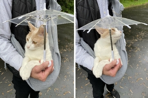 「謝謝把拔為我撐傘！」下雨天偏偏想散步的日本貓咪，可愛模樣治愈雨天的慵懶心情