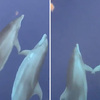 海豚「手牽手」游泳默契十足超有愛 科學家：好姐妹互相支持的舉動！
