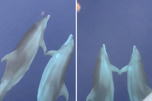 海豚「手牽手」游泳默契十足超有愛 科學家：好姐妹互相支持的舉動！